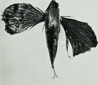 An illustration from The palaces of Crete and their builders (1907)