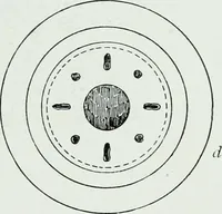 An illustration from The palaces of Crete and their builders (1907)