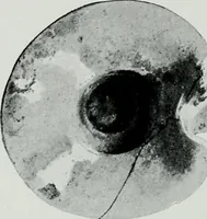 An illustration from The palaces of Crete and their builders (1907)