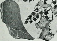 An illustration from The palaces of Crete and their builders (1907)