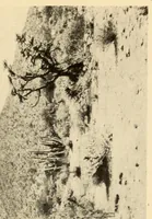 An illustration from The Papago ceremony of víkita (1920)