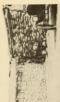 An illustration from The Papago ceremony of víkita (1920)