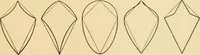 An illustration from Paper folding and cutting; a series of foldings and cuttings especially adapted to kindergartens and public schools (1892)