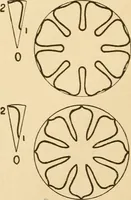An illustration from Paper folding and cutting; a series of foldings and cuttings especially adapted to kindergartens and public schools (1892)