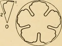 An illustration from Paper folding and cutting; a series of foldings and cuttings especially adapted to kindergartens and public schools (1892)