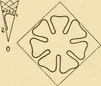 An illustration from Paper folding and cutting; a series of foldings and cuttings especially adapted to kindergartens and public schools (1892)