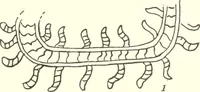 An illustration from Papers of the Peabody Museum of American Archaeology and Ethnology, Harvard University (1904)