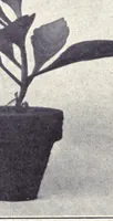 Picture 6 of 8 from Papers on paint and varnish and the materials used in their manufacture (1920), leaf 357