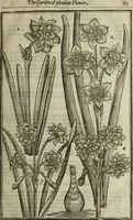 An illustration from Paradisi in sole, paradisus terrestris : or, a choice garden of all sorts of rarest flowers : with their nature, place of birth, time of flowering, names, and vertues to each plant, useful in physick, or admired for beauty. To which is annext a kitchen-garden furnished with all manner of herbs, roots, and fruits, for meat or sawce used with us. With the art of planting an orchard of all sorts of fruit-bearing trees and shrubs, shewing the nature of grafting, inoculating and pruning of them. Together with the right ordering, planting and preserving of them, with their select vertues: All unmentioned in former Herbals (1656)