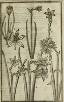 An illustration from Paradisi in sole, paradisus terrestris : or, a choice garden of all sorts of rarest flowers : with their nature, place of birth, time of flowering, names, and vertues to each plant, useful in physick, or admired for beauty. To which is annext a kitchen-garden furnished with all manner of herbs, roots, and fruits, for meat or sawce used with us. With the art of planting an orchard of all sorts of fruit-bearing trees and shrubs, shewing the nature of grafting, inoculating and pruning of them. Together with the right ordering, planting and preserving of them, with their select vertues: All unmentioned in former Herbals (1656)