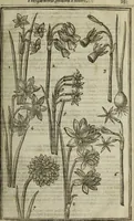 An illustration from Paradisi in sole, paradisus terrestris : or, a choice garden of all sorts of rarest flowers : with their nature, place of birth, time of flowering, names, and vertues to each plant, useful in physick, or admired for beauty. To which is annext a kitchen-garden furnished with all manner of herbs, roots, and fruits, for meat or sawce used with us. With the art of planting an orchard of all sorts of fruit-bearing trees and shrubs, shewing the nature of grafting, inoculating and pruning of them. Together with the right ordering, planting and preserving of them, with their select vertues: All unmentioned in former Herbals (1656)