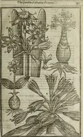 An illustration from Paradisi in sole, paradisus terrestris : or, a choice garden of all sorts of rarest flowers : with their nature, place of birth, time of flowering, names, and vertues to each plant, useful in physick, or admired for beauty. To which is annext a kitchen-garden furnished with all manner of herbs, roots, and fruits, for meat or sawce used with us. With the art of planting an orchard of all sorts of fruit-bearing trees and shrubs, shewing the nature of grafting, inoculating and pruning of them. Together with the right ordering, planting and preserving of them, with their select vertues: All unmentioned in former Herbals (1656)