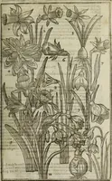 An illustration from Paradisi in sole, paradisus terrestris : or, a choice garden of all sorts of rarest flowers : with their nature, place of birth, time of flowering, names, and vertues to each plant, useful in physick, or admired for beauty. To which is annext a kitchen-garden furnished with all manner of herbs, roots, and fruits, for meat or sawce used with us. With the art of planting an orchard of all sorts of fruit-bearing trees and shrubs, shewing the nature of grafting, inoculating and pruning of them. Together with the right ordering, planting and preserving of them, with their select vertues: All unmentioned in former Herbals (1656)