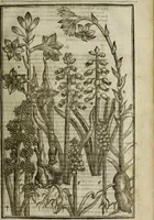 An illustration from Paradisi in sole, paradisus terrestris : or, a choice garden of all sorts of rarest flowers : with their nature, place of birth, time of flowering, names, and vertues to each plant, useful in physick, or admired for beauty. To which is annext a kitchen-garden furnished with all manner of herbs, roots, and fruits, for meat or sawce used with us. With the art of planting an orchard of all sorts of fruit-bearing trees and shrubs, shewing the nature of grafting, inoculating and pruning of them. Together with the right ordering, planting and preserving of them, with their select vertues: All unmentioned in former Herbals (1656)
