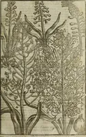 An illustration from Paradisi in sole, paradisus terrestris : or, a choice garden of all sorts of rarest flowers : with their nature, place of birth, time of flowering, names, and vertues to each plant, useful in physick, or admired for beauty. To which is annext a kitchen-garden furnished with all manner of herbs, roots, and fruits, for meat or sawce used with us. With the art of planting an orchard of all sorts of fruit-bearing trees and shrubs, shewing the nature of grafting, inoculating and pruning of them. Together with the right ordering, planting and preserving of them, with their select vertues: All unmentioned in former Herbals (1656)
