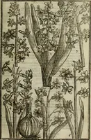An illustration from Paradisi in sole, paradisus terrestris : or, a choice garden of all sorts of rarest flowers : with their nature, place of birth, time of flowering, names, and vertues to each plant, useful in physick, or admired for beauty. To which is annext a kitchen-garden furnished with all manner of herbs, roots, and fruits, for meat or sawce used with us. With the art of planting an orchard of all sorts of fruit-bearing trees and shrubs, shewing the nature of grafting, inoculating and pruning of them. Together with the right ordering, planting and preserving of them, with their select vertues: All unmentioned in former Herbals (1656)