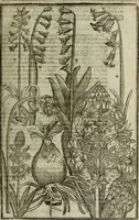An illustration from Paradisi in sole, paradisus terrestris : or, a choice garden of all sorts of rarest flowers : with their nature, place of birth, time of flowering, names, and vertues to each plant, useful in physick, or admired for beauty. To which is annext a kitchen-garden furnished with all manner of herbs, roots, and fruits, for meat or sawce used with us. With the art of planting an orchard of all sorts of fruit-bearing trees and shrubs, shewing the nature of grafting, inoculating and pruning of them. Together with the right ordering, planting and preserving of them, with their select vertues: All unmentioned in former Herbals (1656)