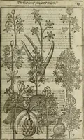 An illustration from Paradisi in sole, paradisus terrestris : or, a choice garden of all sorts of rarest flowers : with their nature, place of birth, time of flowering, names, and vertues to each plant, useful in physick, or admired for beauty. To which is annext a kitchen-garden furnished with all manner of herbs, roots, and fruits, for meat or sawce used with us. With the art of planting an orchard of all sorts of fruit-bearing trees and shrubs, shewing the nature of grafting, inoculating and pruning of them. Together with the right ordering, planting and preserving of them, with their select vertues: All unmentioned in former Herbals (1656)