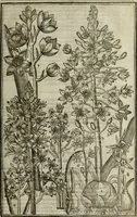 An illustration from Paradisi in sole, paradisus terrestris : or, a choice garden of all sorts of rarest flowers : with their nature, place of birth, time of flowering, names, and vertues to each plant, useful in physick, or admired for beauty. To which is annext a kitchen-garden furnished with all manner of herbs, roots, and fruits, for meat or sawce used with us. With the art of planting an orchard of all sorts of fruit-bearing trees and shrubs, shewing the nature of grafting, inoculating and pruning of them. Together with the right ordering, planting and preserving of them, with their select vertues: All unmentioned in former Herbals (1656)