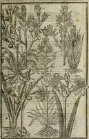 An illustration from Paradisi in sole, paradisus terrestris : or, a choice garden of all sorts of rarest flowers : with their nature, place of birth, time of flowering, names, and vertues to each plant, useful in physick, or admired for beauty. To which is annext a kitchen-garden furnished with all manner of herbs, roots, and fruits, for meat or sawce used with us. With the art of planting an orchard of all sorts of fruit-bearing trees and shrubs, shewing the nature of grafting, inoculating and pruning of them. Together with the right ordering, planting and preserving of them, with their select vertues: All unmentioned in former Herbals (1656)