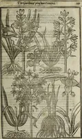 An illustration from Paradisi in sole, paradisus terrestris : or, a choice garden of all sorts of rarest flowers : with their nature, place of birth, time of flowering, names, and vertues to each plant, useful in physick, or admired for beauty. To which is annext a kitchen-garden furnished with all manner of herbs, roots, and fruits, for meat or sawce used with us. With the art of planting an orchard of all sorts of fruit-bearing trees and shrubs, shewing the nature of grafting, inoculating and pruning of them. Together with the right ordering, planting and preserving of them, with their select vertues: All unmentioned in former Herbals (1656)