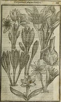 An illustration from Paradisi in sole, paradisus terrestris : or, a choice garden of all sorts of rarest flowers : with their nature, place of birth, time of flowering, names, and vertues to each plant, useful in physick, or admired for beauty. To which is annext a kitchen-garden furnished with all manner of herbs, roots, and fruits, for meat or sawce used with us. With the art of planting an orchard of all sorts of fruit-bearing trees and shrubs, shewing the nature of grafting, inoculating and pruning of them. Together with the right ordering, planting and preserving of them, with their select vertues: All unmentioned in former Herbals (1656)