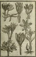 An illustration from Paradisi in sole, paradisus terrestris : or, a choice garden of all sorts of rarest flowers : with their nature, place of birth, time of flowering, names, and vertues to each plant, useful in physick, or admired for beauty. To which is annext a kitchen-garden furnished with all manner of herbs, roots, and fruits, for meat or sawce used with us. With the art of planting an orchard of all sorts of fruit-bearing trees and shrubs, shewing the nature of grafting, inoculating and pruning of them. Together with the right ordering, planting and preserving of them, with their select vertues: All unmentioned in former Herbals (1656)