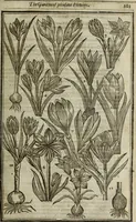 An illustration from Paradisi in sole, paradisus terrestris : or, a choice garden of all sorts of rarest flowers : with their nature, place of birth, time of flowering, names, and vertues to each plant, useful in physick, or admired for beauty. To which is annext a kitchen-garden furnished with all manner of herbs, roots, and fruits, for meat or sawce used with us. With the art of planting an orchard of all sorts of fruit-bearing trees and shrubs, shewing the nature of grafting, inoculating and pruning of them. Together with the right ordering, planting and preserving of them, with their select vertues: All unmentioned in former Herbals (1656)