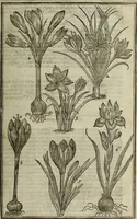 An illustration from Paradisi in sole, paradisus terrestris : or, a choice garden of all sorts of rarest flowers : with their nature, place of birth, time of flowering, names, and vertues to each plant, useful in physick, or admired for beauty. To which is annext a kitchen-garden furnished with all manner of herbs, roots, and fruits, for meat or sawce used with us. With the art of planting an orchard of all sorts of fruit-bearing trees and shrubs, shewing the nature of grafting, inoculating and pruning of them. Together with the right ordering, planting and preserving of them, with their select vertues: All unmentioned in former Herbals (1656)