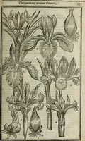 An illustration from Paradisi in sole, paradisus terrestris : or, a choice garden of all sorts of rarest flowers : with their nature, place of birth, time of flowering, names, and vertues to each plant, useful in physick, or admired for beauty. To which is annext a kitchen-garden furnished with all manner of herbs, roots, and fruits, for meat or sawce used with us. With the art of planting an orchard of all sorts of fruit-bearing trees and shrubs, shewing the nature of grafting, inoculating and pruning of them. Together with the right ordering, planting and preserving of them, with their select vertues: All unmentioned in former Herbals (1656)