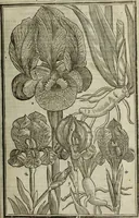 An illustration from Paradisi in sole, paradisus terrestris : or, a choice garden of all sorts of rarest flowers : with their nature, place of birth, time of flowering, names, and vertues to each plant, useful in physick, or admired for beauty. To which is annext a kitchen-garden furnished with all manner of herbs, roots, and fruits, for meat or sawce used with us. With the art of planting an orchard of all sorts of fruit-bearing trees and shrubs, shewing the nature of grafting, inoculating and pruning of them. Together with the right ordering, planting and preserving of them, with their select vertues: All unmentioned in former Herbals (1656)