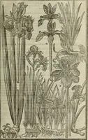 An illustration from Paradisi in sole, paradisus terrestris : or, a choice garden of all sorts of rarest flowers : with their nature, place of birth, time of flowering, names, and vertues to each plant, useful in physick, or admired for beauty. To which is annext a kitchen-garden furnished with all manner of herbs, roots, and fruits, for meat or sawce used with us. With the art of planting an orchard of all sorts of fruit-bearing trees and shrubs, shewing the nature of grafting, inoculating and pruning of them. Together with the right ordering, planting and preserving of them, with their select vertues: All unmentioned in former Herbals (1656)
