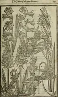 Picture 40 of 122 from Paradisi in sole, paradisus terrestris : or, a choice garden of all sorts of rarest flowers : with their nature, place of birth, time of flowering, names, and vertues to each plant, useful in physick, or admired for beauty. To which is annext a kitchen-garden furnished with all manner of herbs, roots, and fruits, for meat or sawce used with us. With the art of planting an orchard of all sorts of fruit-bearing trees and shrubs, shewing the nature of grafting, inoculating and pruning of them. Together with the right ordering, planting and preserving of them, with their select vertues: All unmentioned in former Herbals (1656), leaf 208
