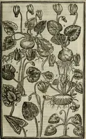 An illustration from Paradisi in sole, paradisus terrestris : or, a choice garden of all sorts of rarest flowers : with their nature, place of birth, time of flowering, names, and vertues to each plant, useful in physick, or admired for beauty. To which is annext a kitchen-garden furnished with all manner of herbs, roots, and fruits, for meat or sawce used with us. With the art of planting an orchard of all sorts of fruit-bearing trees and shrubs, shewing the nature of grafting, inoculating and pruning of them. Together with the right ordering, planting and preserving of them, with their select vertues: All unmentioned in former Herbals (1656)
