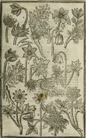 Picture 42 of 122 from Paradisi in sole, paradisus terrestris : or, a choice garden of all sorts of rarest flowers : with their nature, place of birth, time of flowering, names, and vertues to each plant, useful in physick, or admired for beauty. To which is annext a kitchen-garden furnished with all manner of herbs, roots, and fruits, for meat or sawce used with us. With the art of planting an orchard of all sorts of fruit-bearing trees and shrubs, shewing the nature of grafting, inoculating and pruning of them. Together with the right ordering, planting and preserving of them, with their select vertues: All unmentioned in former Herbals (1656), leaf 218