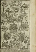 An illustration from Paradisi in sole, paradisus terrestris : or, a choice garden of all sorts of rarest flowers : with their nature, place of birth, time of flowering, names, and vertues to each plant, useful in physick, or admired for beauty. To which is annext a kitchen-garden furnished with all manner of herbs, roots, and fruits, for meat or sawce used with us. With the art of planting an orchard of all sorts of fruit-bearing trees and shrubs, shewing the nature of grafting, inoculating and pruning of them. Together with the right ordering, planting and preserving of them, with their select vertues: All unmentioned in former Herbals (1656)