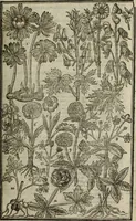 An illustration from Paradisi in sole, paradisus terrestris : or, a choice garden of all sorts of rarest flowers : with their nature, place of birth, time of flowering, names, and vertues to each plant, useful in physick, or admired for beauty. To which is annext a kitchen-garden furnished with all manner of herbs, roots, and fruits, for meat or sawce used with us. With the art of planting an orchard of all sorts of fruit-bearing trees and shrubs, shewing the nature of grafting, inoculating and pruning of them. Together with the right ordering, planting and preserving of them, with their select vertues: All unmentioned in former Herbals (1656)