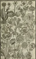 An illustration from Paradisi in sole, paradisus terrestris : or, a choice garden of all sorts of rarest flowers : with their nature, place of birth, time of flowering, names, and vertues to each plant, useful in physick, or admired for beauty. To which is annext a kitchen-garden furnished with all manner of herbs, roots, and fruits, for meat or sawce used with us. With the art of planting an orchard of all sorts of fruit-bearing trees and shrubs, shewing the nature of grafting, inoculating and pruning of them. Together with the right ordering, planting and preserving of them, with their select vertues: All unmentioned in former Herbals (1656)