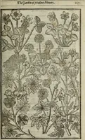Picture 46 of 122 from Paradisi in sole, paradisus terrestris : or, a choice garden of all sorts of rarest flowers : with their nature, place of birth, time of flowering, names, and vertues to each plant, useful in physick, or admired for beauty. To which is annext a kitchen-garden furnished with all manner of herbs, roots, and fruits, for meat or sawce used with us. With the art of planting an orchard of all sorts of fruit-bearing trees and shrubs, shewing the nature of grafting, inoculating and pruning of them. Together with the right ordering, planting and preserving of them, with their select vertues: All unmentioned in former Herbals (1656), leaf 242