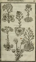 An illustration from Paradisi in sole, paradisus terrestris : or, a choice garden of all sorts of rarest flowers : with their nature, place of birth, time of flowering, names, and vertues to each plant, useful in physick, or admired for beauty. To which is annext a kitchen-garden furnished with all manner of herbs, roots, and fruits, for meat or sawce used with us. With the art of planting an orchard of all sorts of fruit-bearing trees and shrubs, shewing the nature of grafting, inoculating and pruning of them. Together with the right ordering, planting and preserving of them, with their select vertues: All unmentioned in former Herbals (1656)