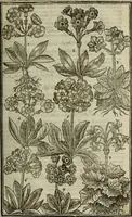 An illustration from Paradisi in sole, paradisus terrestris : or, a choice garden of all sorts of rarest flowers : with their nature, place of birth, time of flowering, names, and vertues to each plant, useful in physick, or admired for beauty. To which is annext a kitchen-garden furnished with all manner of herbs, roots, and fruits, for meat or sawce used with us. With the art of planting an orchard of all sorts of fruit-bearing trees and shrubs, shewing the nature of grafting, inoculating and pruning of them. Together with the right ordering, planting and preserving of them, with their select vertues: All unmentioned in former Herbals (1656)