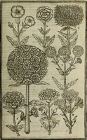 An illustration from Paradisi in sole, paradisus terrestris : or, a choice garden of all sorts of rarest flowers : with their nature, place of birth, time of flowering, names, and vertues to each plant, useful in physick, or admired for beauty. To which is annext a kitchen-garden furnished with all manner of herbs, roots, and fruits, for meat or sawce used with us. With the art of planting an orchard of all sorts of fruit-bearing trees and shrubs, shewing the nature of grafting, inoculating and pruning of them. Together with the right ordering, planting and preserving of them, with their select vertues: All unmentioned in former Herbals (1656)