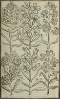 An illustration from Paradisi in sole, paradisus terrestris : or, a choice garden of all sorts of rarest flowers : with their nature, place of birth, time of flowering, names, and vertues to each plant, useful in physick, or admired for beauty. To which is annext a kitchen-garden furnished with all manner of herbs, roots, and fruits, for meat or sawce used with us. With the art of planting an orchard of all sorts of fruit-bearing trees and shrubs, shewing the nature of grafting, inoculating and pruning of them. Together with the right ordering, planting and preserving of them, with their select vertues: All unmentioned in former Herbals (1656)