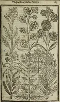 An illustration from Paradisi in sole, paradisus terrestris : or, a choice garden of all sorts of rarest flowers : with their nature, place of birth, time of flowering, names, and vertues to each plant, useful in physick, or admired for beauty. To which is annext a kitchen-garden furnished with all manner of herbs, roots, and fruits, for meat or sawce used with us. With the art of planting an orchard of all sorts of fruit-bearing trees and shrubs, shewing the nature of grafting, inoculating and pruning of them. Together with the right ordering, planting and preserving of them, with their select vertues: All unmentioned in former Herbals (1656)