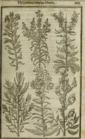 An illustration from Paradisi in sole, paradisus terrestris : or, a choice garden of all sorts of rarest flowers : with their nature, place of birth, time of flowering, names, and vertues to each plant, useful in physick, or admired for beauty. To which is annext a kitchen-garden furnished with all manner of herbs, roots, and fruits, for meat or sawce used with us. With the art of planting an orchard of all sorts of fruit-bearing trees and shrubs, shewing the nature of grafting, inoculating and pruning of them. Together with the right ordering, planting and preserving of them, with their select vertues: All unmentioned in former Herbals (1656)