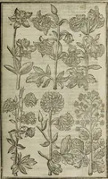 An illustration from Paradisi in sole, paradisus terrestris : or, a choice garden of all sorts of rarest flowers : with their nature, place of birth, time of flowering, names, and vertues to each plant, useful in physick, or admired for beauty. To which is annext a kitchen-garden furnished with all manner of herbs, roots, and fruits, for meat or sawce used with us. With the art of planting an orchard of all sorts of fruit-bearing trees and shrubs, shewing the nature of grafting, inoculating and pruning of them. Together with the right ordering, planting and preserving of them, with their select vertues: All unmentioned in former Herbals (1656)