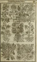 An illustration from Paradisi in sole, paradisus terrestris : or, a choice garden of all sorts of rarest flowers : with their nature, place of birth, time of flowering, names, and vertues to each plant, useful in physick, or admired for beauty. To which is annext a kitchen-garden furnished with all manner of herbs, roots, and fruits, for meat or sawce used with us. With the art of planting an orchard of all sorts of fruit-bearing trees and shrubs, shewing the nature of grafting, inoculating and pruning of them. Together with the right ordering, planting and preserving of them, with their select vertues: All unmentioned in former Herbals (1656)