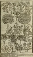 An illustration from Paradisi in sole, paradisus terrestris : or, a choice garden of all sorts of rarest flowers : with their nature, place of birth, time of flowering, names, and vertues to each plant, useful in physick, or admired for beauty. To which is annext a kitchen-garden furnished with all manner of herbs, roots, and fruits, for meat or sawce used with us. With the art of planting an orchard of all sorts of fruit-bearing trees and shrubs, shewing the nature of grafting, inoculating and pruning of them. Together with the right ordering, planting and preserving of them, with their select vertues: All unmentioned in former Herbals (1656)