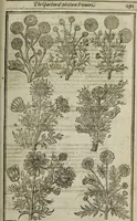 An illustration from Paradisi in sole, paradisus terrestris : or, a choice garden of all sorts of rarest flowers : with their nature, place of birth, time of flowering, names, and vertues to each plant, useful in physick, or admired for beauty. To which is annext a kitchen-garden furnished with all manner of herbs, roots, and fruits, for meat or sawce used with us. With the art of planting an orchard of all sorts of fruit-bearing trees and shrubs, shewing the nature of grafting, inoculating and pruning of them. Together with the right ordering, planting and preserving of them, with their select vertues: All unmentioned in former Herbals (1656)