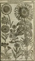 An illustration from Paradisi in sole, paradisus terrestris : or, a choice garden of all sorts of rarest flowers : with their nature, place of birth, time of flowering, names, and vertues to each plant, useful in physick, or admired for beauty. To which is annext a kitchen-garden furnished with all manner of herbs, roots, and fruits, for meat or sawce used with us. With the art of planting an orchard of all sorts of fruit-bearing trees and shrubs, shewing the nature of grafting, inoculating and pruning of them. Together with the right ordering, planting and preserving of them, with their select vertues: All unmentioned in former Herbals (1656)